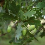 Green oak acorns